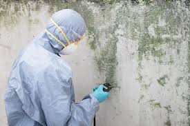 Best Environmental Consulting for Mold Prevention  in Smithville, TX